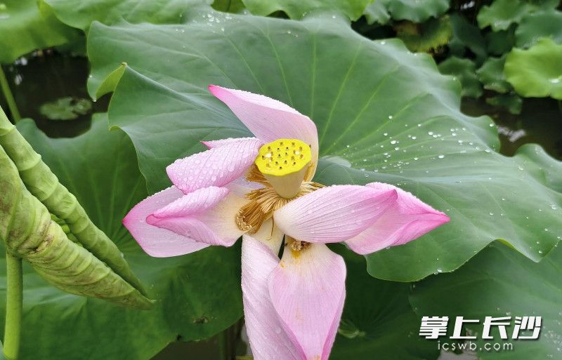 湖南长沙市开福区：5000亩荷花“映”出一田夏意等你来打卡