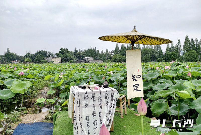 湖南长沙市开福区：5000亩荷花“映”出一田夏意等你来打卡_fororder_bb241011827b17c2a5ed3acc13140c94watermark166827853e8701