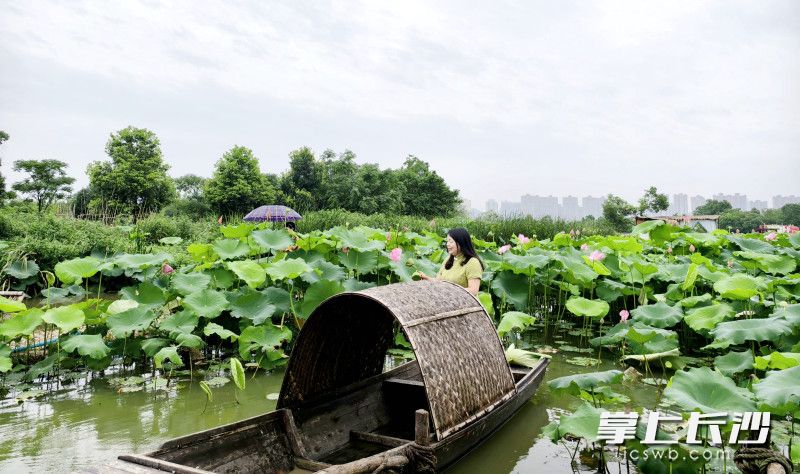 湖南长沙市开福区：5000亩荷花“映”出一田夏意等你来打卡_fororder_fa4e3fc277d5bd5bfeaeb392d1217979watermark1668277c0cf599