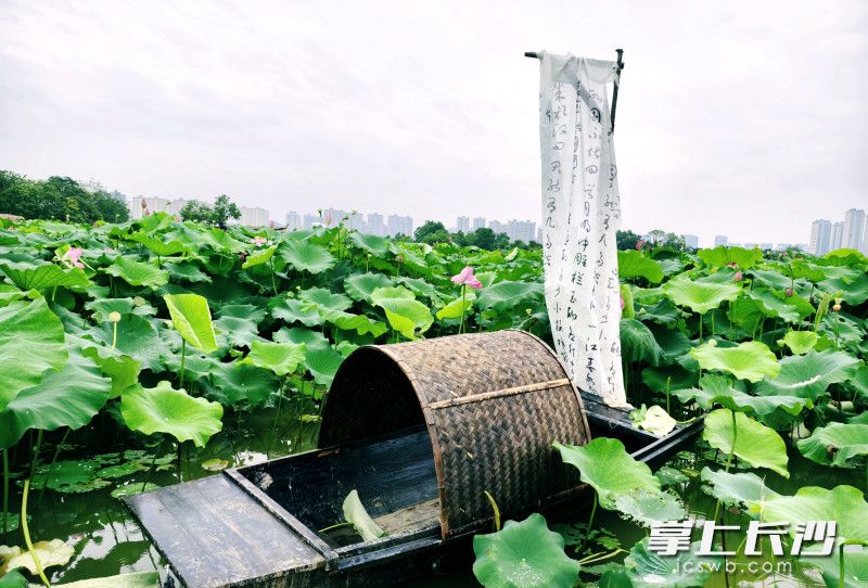湖南长沙市开福区：5000亩荷花“映”出一田夏意等你来打卡_fororder_93459db452d5f3f11a222e1e385a2d80watermark1668278620f98c