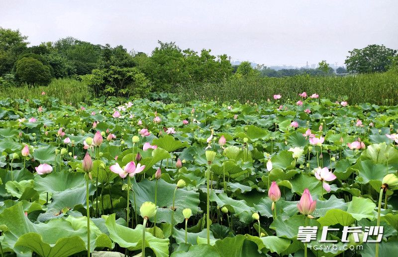 湖南长沙市开福区：5000亩荷花“映”出一田夏意等你来打卡_fororder_dc11817158002cc54b56e9e74a3b68dfwatermark1668278431fdb9