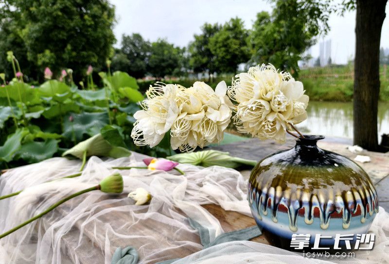湖南长沙市开福区：5000亩荷花“映”出一田夏意等你来打卡_fororder_f359825cd96daca914939cea73182819watermark166827852c54da
