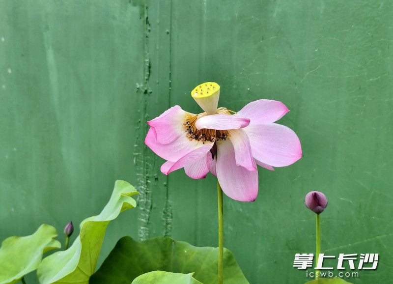 湖南长沙市开福区：5000亩荷花“映”出一田夏意等你来打卡_fororder_4e851061970d9942a1afb5a2bd4c65efwatermark16682783f5dbc8