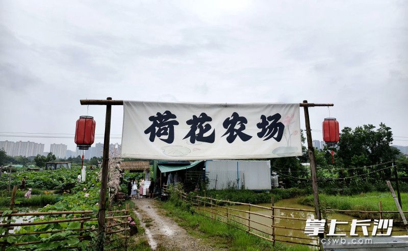 湖南长沙市开福区：5000亩荷花“映”出一田夏意等你来打卡_fororder_9b190e36ba15fd9e8d7271d26898b6afwatermark16682786bb9378