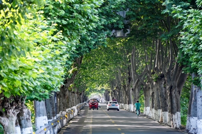 （转载）统筹移植树木资源 成都将建设“行道树银行”