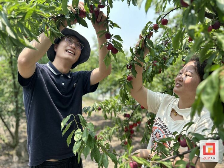 （转载）自贡自流井区荣边镇：打造“花果山” 直奔“富裕路”