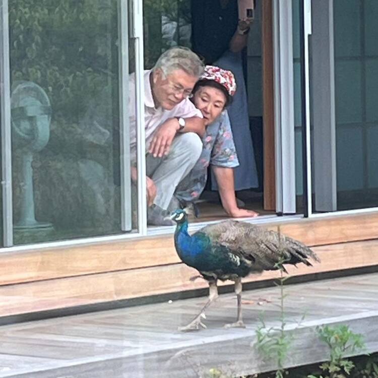 文在寅晒出乡下养老生活：撸猫喂孔雀 打理书店 下地挖出一大盆土豆