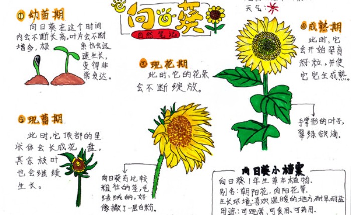 捕捉自然之美 沈阳市青少年自然笔记大赛作品火热征集中