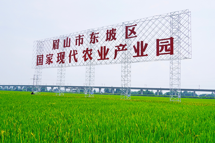 眉山东坡永丰村：城乡无缝融合 驶入乡村振兴快车道_fororder_眉山市东坡区国家现代农业产业园-摄影-吕凤瑶