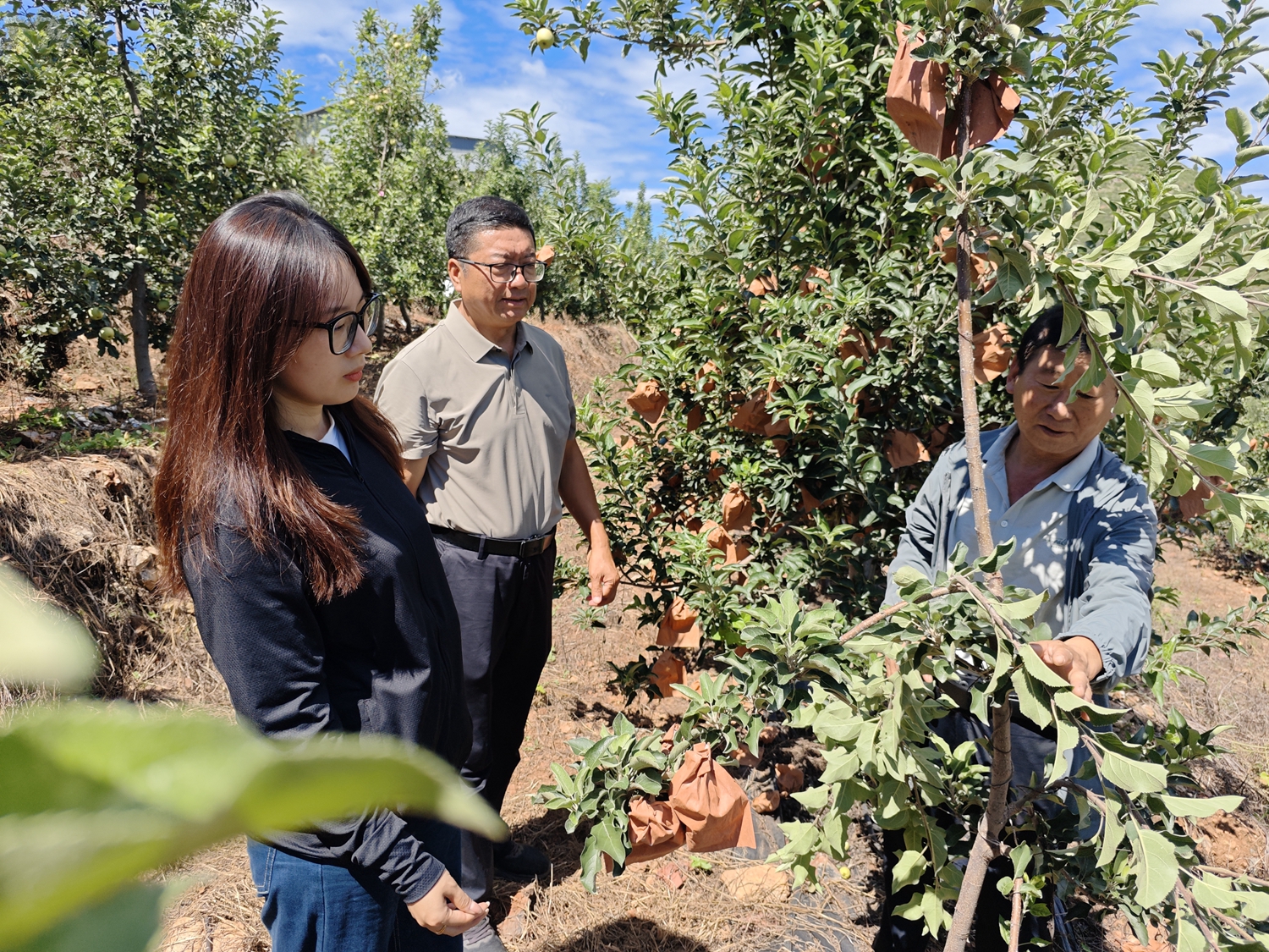 保定市满城区：职业经理人推动农业高质量发展_fororder_查看苹果树长势 摄影 邱迎新