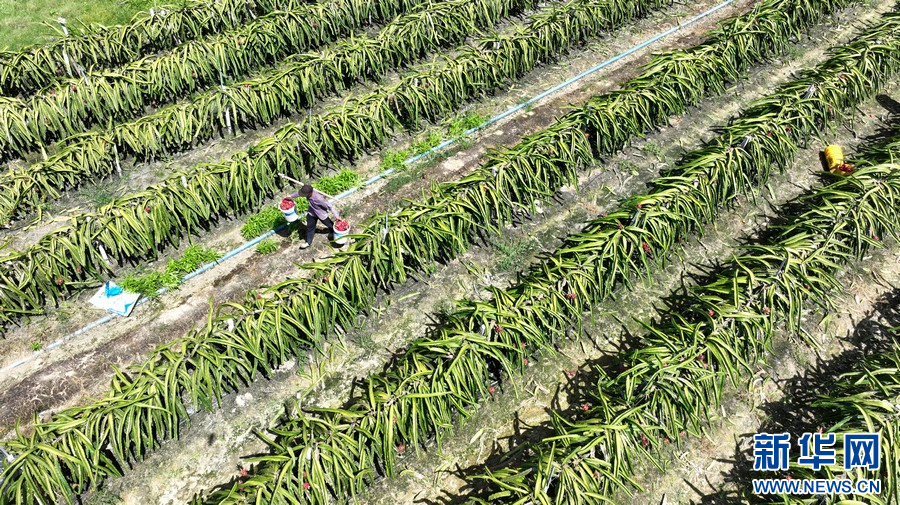 广西柳城：培育家庭农场促增收