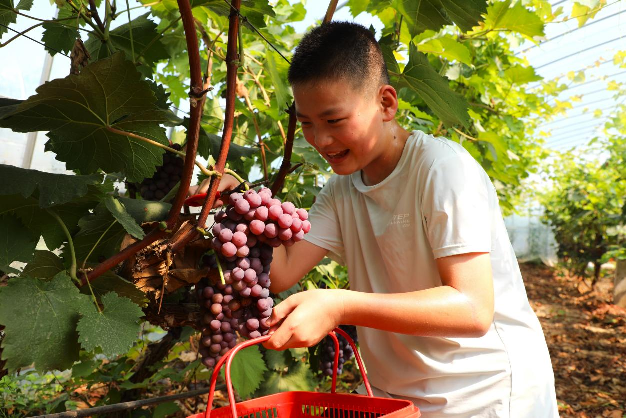 河北涞水：舌尖上的鲜甜 夏黑葡萄抢“鲜”上市_fororder_图片1-3