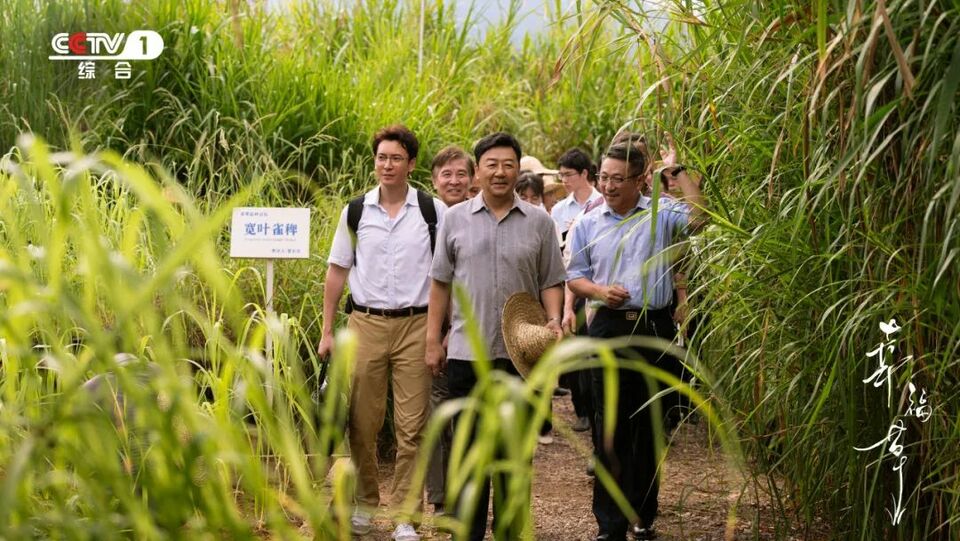 央一新剧！电视剧《幸福草》今晚开播