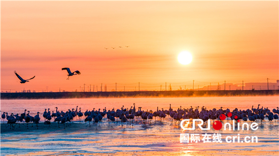 宁夏生态治理成果显著 昔日荒漠变绿洲_fororder_89e241b6caba4986a7a07d247f8e8374