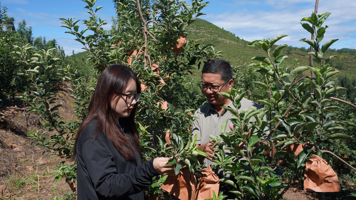 保定市满城区：职业经理人推动农业高质量发展_fororder_大学生职业经理人与果园种植主沟通 摄影 邱迎新