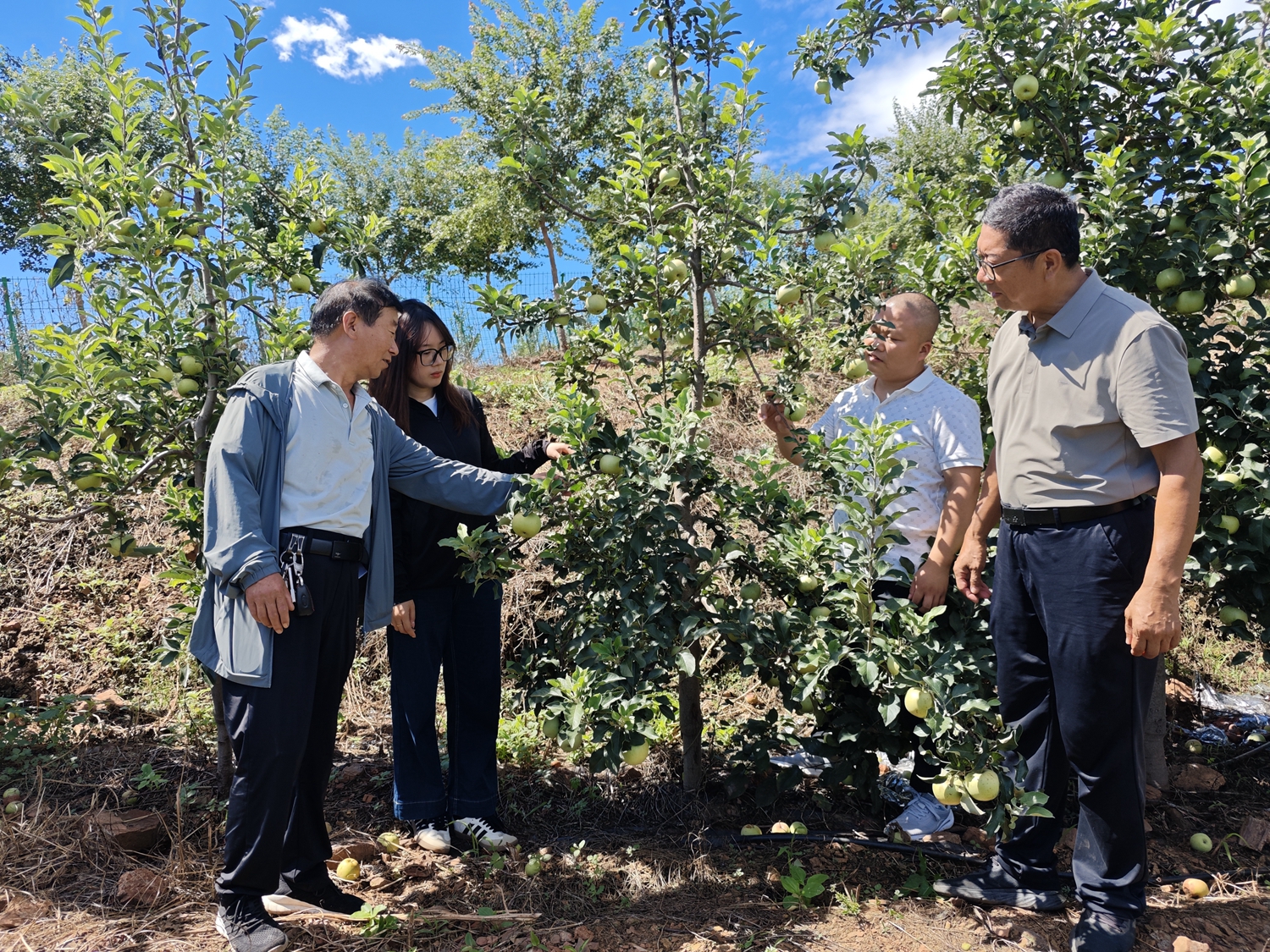保定市满城区：职业经理人推动农业高质量发展_fororder_共同研讨果树长势情况 摄影 邱迎新