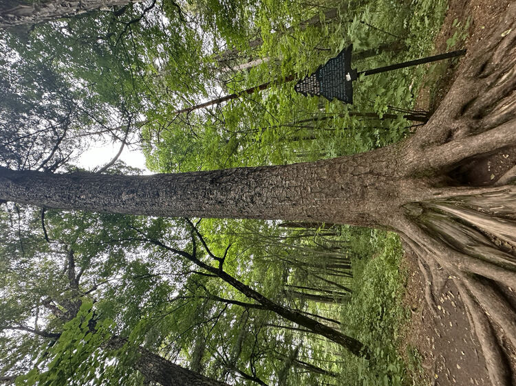 @广大游客 到黑龙江省伊春市来场不一样的“forest walk”