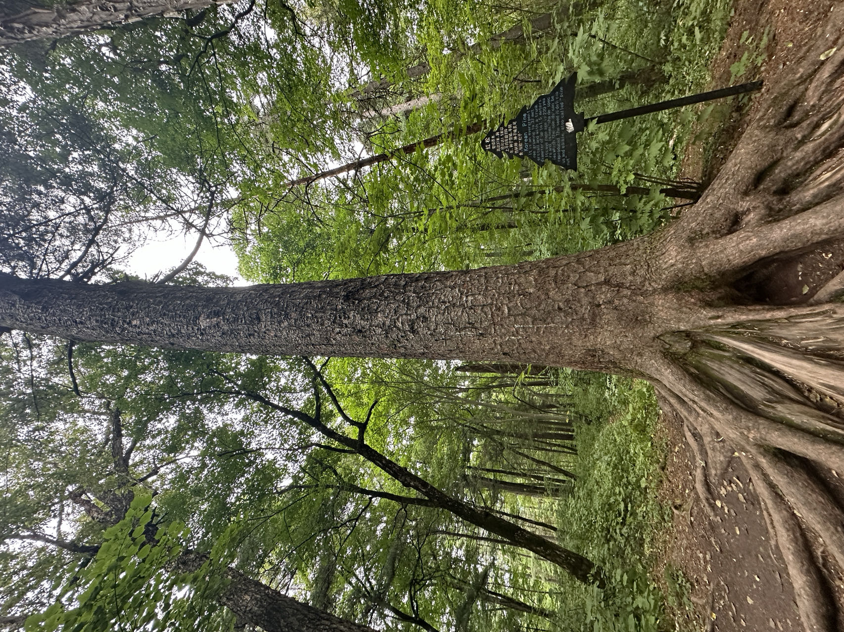 @广大游客 到黑龙江省伊春市来场不一样的“forest walk”