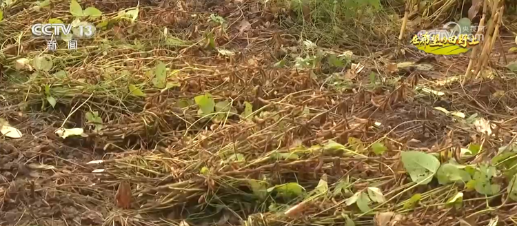 秋染田野遍地金黄 勾勒出希望的田野上丰收好光景