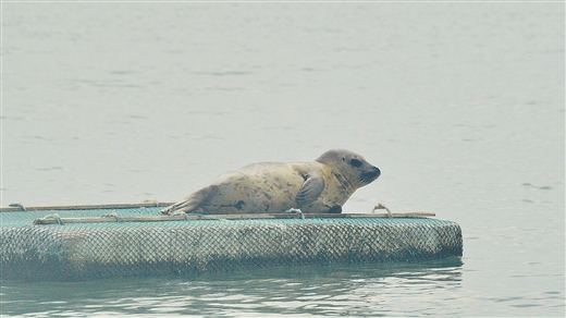 斑海豹现身北海海域 动物