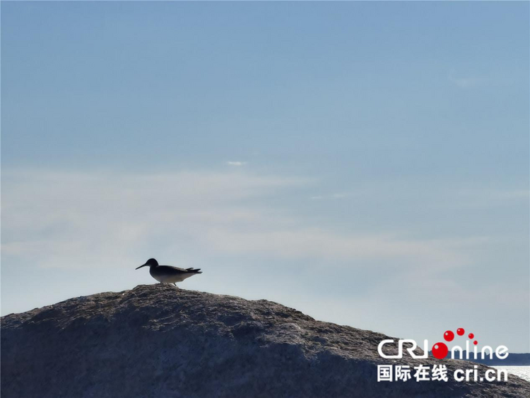 【稻花香里说丰年】查干湖科技兴渔 保护生态和发展旅游相得益彰_fororder_图片2