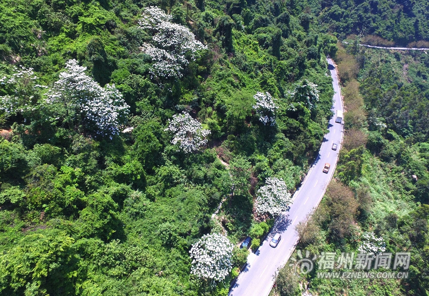 【旅游列表】【滚动新闻】鼓岭五月迎来新一轮花季　红色三叶草花连片盛开