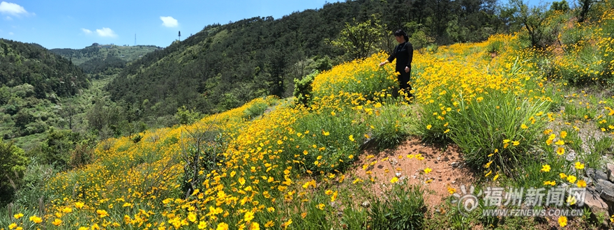 【旅游列表】【滚动新闻】鼓岭五月迎来新一轮花季　红色三叶草花连片盛开