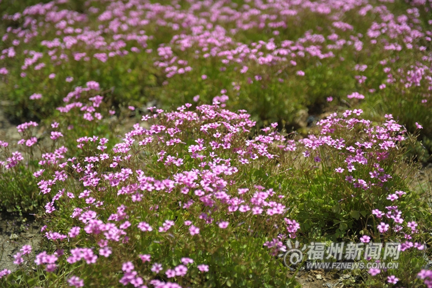 【旅游列表】【滚动新闻】鼓岭五月迎来新一轮花季　红色三叶草花连片盛开