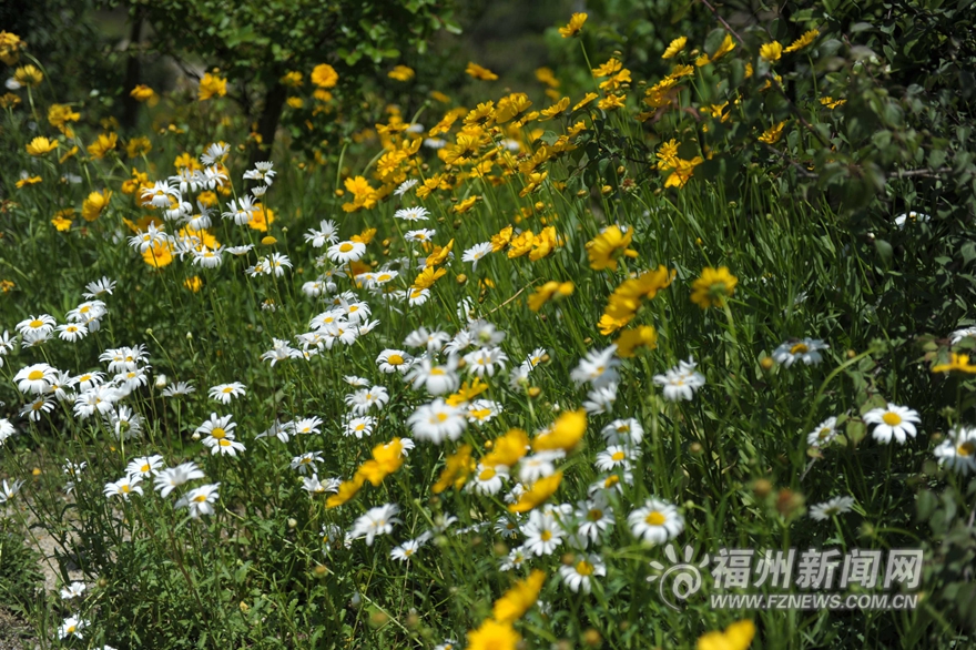 【旅游列表】【滚动新闻】鼓岭五月迎来新一轮花季　红色三叶草花连片盛开