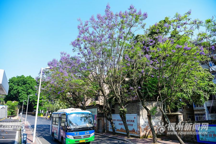 【专题 魅力福建列表】【焦点图】【移动版 轮播图】【滚动新闻】福州街头蓝花楹盛开 对湖路、麦园路成“紫色花海”
