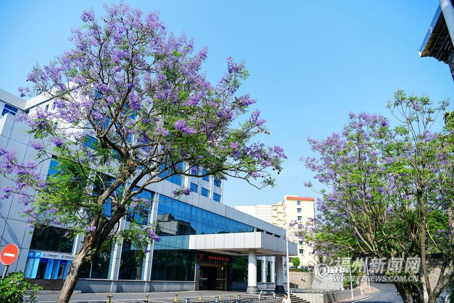 【专题 魅力福建列表】【焦点图】【移动版 轮播图】【滚动新闻】福州街头蓝花楹盛开 对湖路、麦园路成“紫色花海”