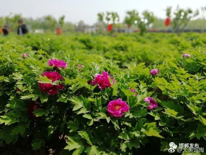 图片默认标题_fororder_2.webp