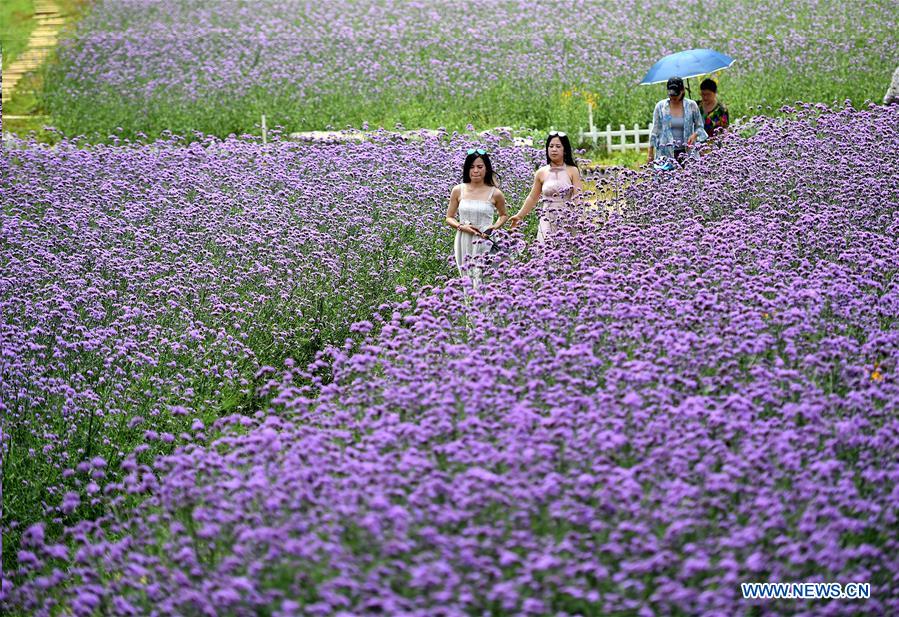 Purple flowers attract tourists in south China's Guangxi