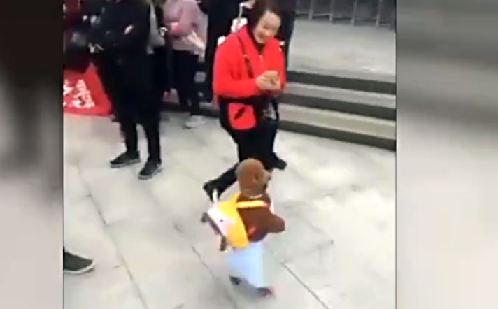 厉害了！泰迪站立行走宛如人类