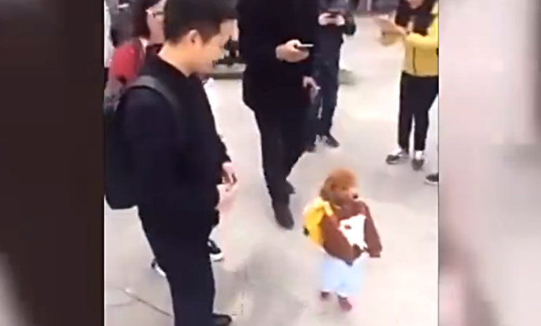 厉害了！泰迪站立行走宛如人类