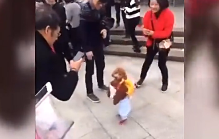 厉害了！泰迪站立行走宛如人类