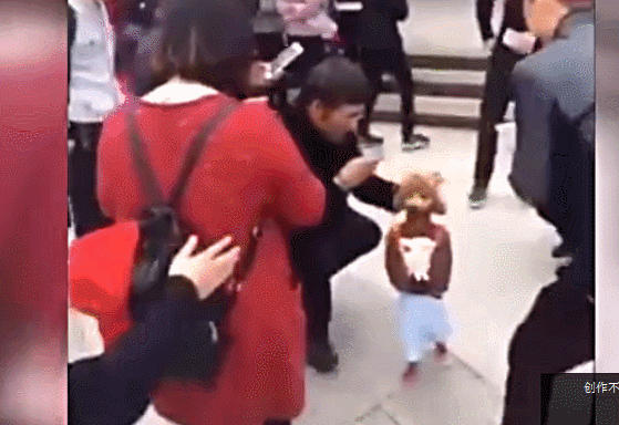 厉害了！泰迪站立行走宛如人类