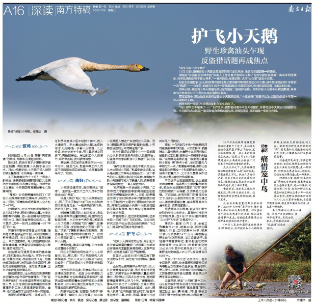 汕头乍现小天鹅，这场“护飞”行动惊心动魄……
