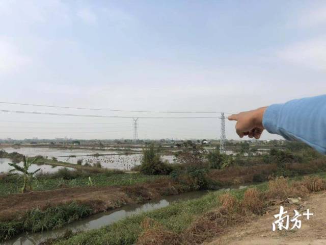 汕头乍现小天鹅，这场“护飞”行动惊心动魄……