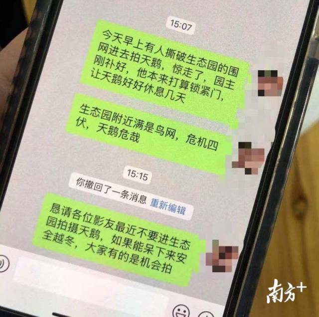 汕头乍现小天鹅，这场“护飞”行动惊心动魄……