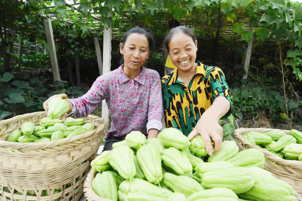 【综编待审】佛手瓜香 好花更红 —— 贵州惠水县佛手瓜成为“致富瓜”（焦点图）