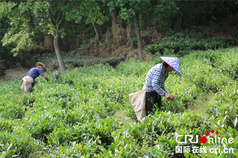 图片默认标题_fororder_茶农在凤头村茶园内工作