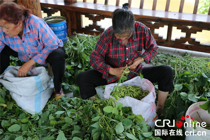 图片默认标题_fororder_慈口村农户正在剥毛豆