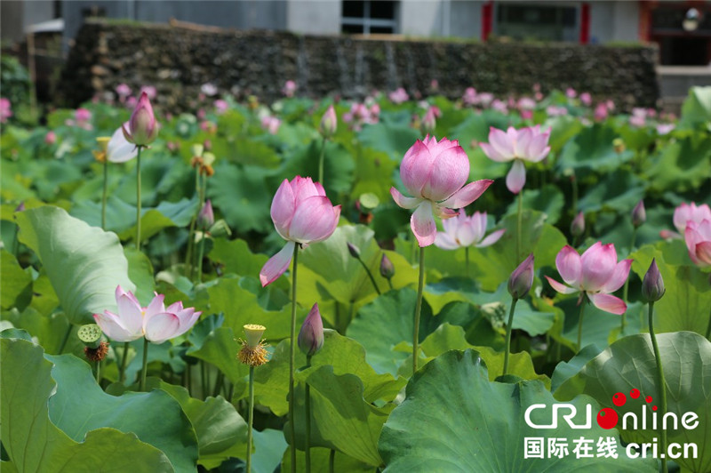 图片默认标题_fororder_张墩村村民种植荷花