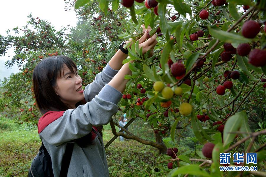 贵州榕江：趣味杨梅节迎四方客