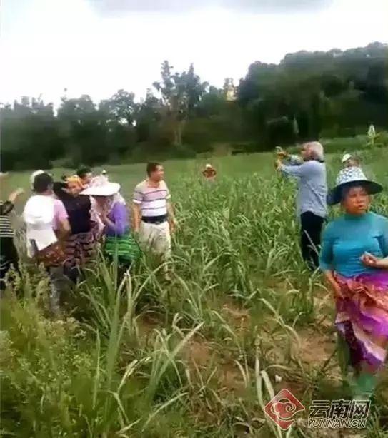 云南坠落陨石引发寻宝热 每克价值上万元？专家：值几十吧