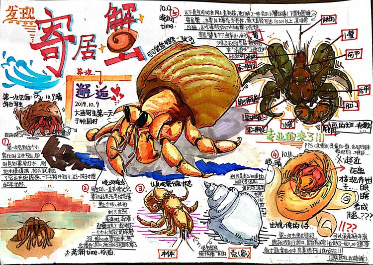 沈阳市青少年自然笔记大赛9个作品脱颖而出荣获一等奖