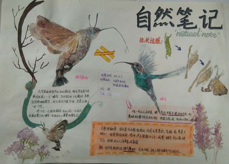 30名沈阳青少年荣获自然笔记大赛三等奖