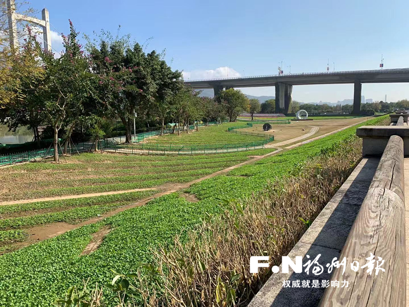 虞美人+油菜花 春节扮靓花海公园