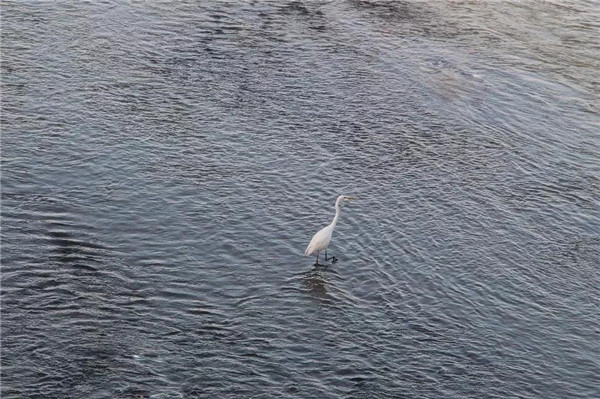 泾河新城：水岸花海间